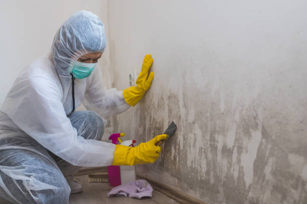 Best Asbestos and Lead Testing During Mold Inspection  in Sayre, PA